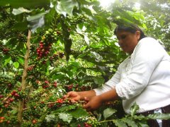 祕魯咖啡 乾淨的中美洲咖啡Concurso瓦利亞加莊園