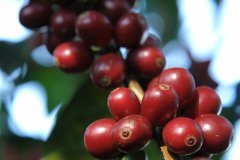津巴布韋咖啡 AA-Dandoni村平衡和獨特的東非野生的味道 咖啡豆