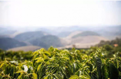 贊比亞咖啡富有野性的風味和鼠尾草的回味 AA +咖啡豆