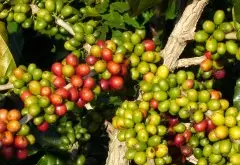 黑莓 焦糖地瓜甜味巴拿馬翡翠莊園（La Esmeralda）巴拿馬精品莊