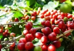 非洲肯尼亞咖啡AA級和肯尼亞AB級的區別 肯尼亞等級介紹