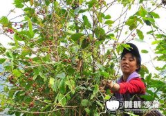 中國咖啡種植產業漸興 改變貧困村落
