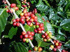 印尼巴厘島卡拉娜金塔瑪妮火山烏布處理廠精品咖啡美洲知名莊園