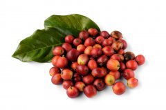 危地馬拉精品咖啡豆 薇薇特南果產區 咖啡熟豆危地馬拉咖啡