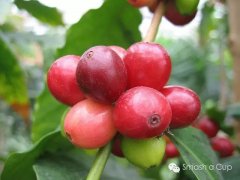 危地馬拉精品咖啡 安提瓜產區 薇薇特南果產地 美洲精品咖啡