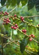  蔗糖低酸紮實風味 精品咖啡巴布亞新幾內亞奇邁爾莊園圓豆 PNG咖