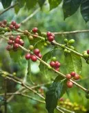  蔗糖低酸紮實風味 精品咖啡巴布亞新幾內亞奇邁爾莊園圓豆 PNG咖