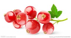 展望（Perci N2）強烈的櫻桃角豆香草九十+巴拿馬瑰夏莊園日曬處