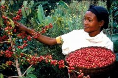 埃塞俄比亞西達摩9九十+咖啡豆 德瑞艾拉 花語 小清新咖啡