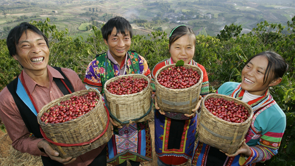 雲南咖啡的綠色夢想走精深加工是必由之路,加入國際咖啡巨頭的競