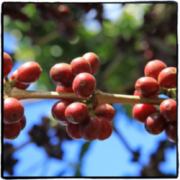 西達摩sidamo夏奇索shakisso產區非洲咖啡豆