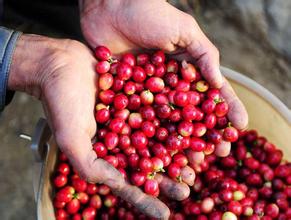 非洲咖啡在中國市場推廣力度不足，盧旺達肯尼亞精品咖啡