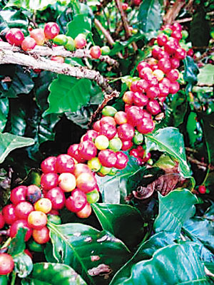卡門莊園咖啡巴拿馬半水洗處理的咖啡豆莊園咖啡農 精品咖啡
