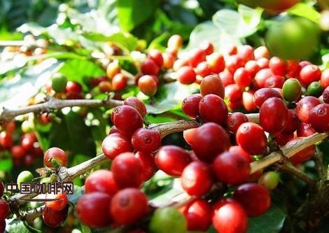 埃塞爾比亞精品咖啡埃塞的地理環境埃塞咖啡一年收穫 果香風味