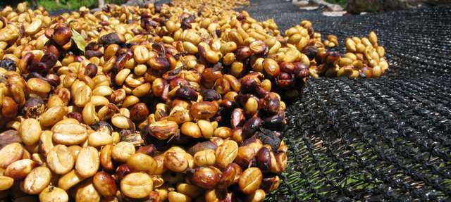 咖啡處理法 蜜處理 黃蜜紅蜜黑蜜 哥斯達黎加發明的處理方式