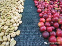 哥倫比亞精品咖啡豆兩種基本種植模式及發展歷史故事