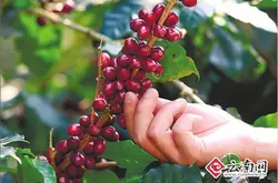 水洗處理法 巴布亞新幾內亞Sigri農園咖啡 天堂鳥 單品咖啡