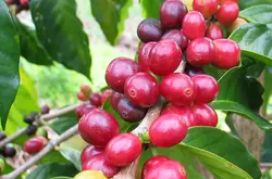埃塞俄比亞咖啡產區是希達莫哈拉爾耶加雪飛Sidamo, Harrar and Y