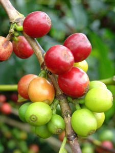 埃塞俄比亞咖啡產區利姆(Limu)中度烘咖啡豆 焙精品咖啡產區