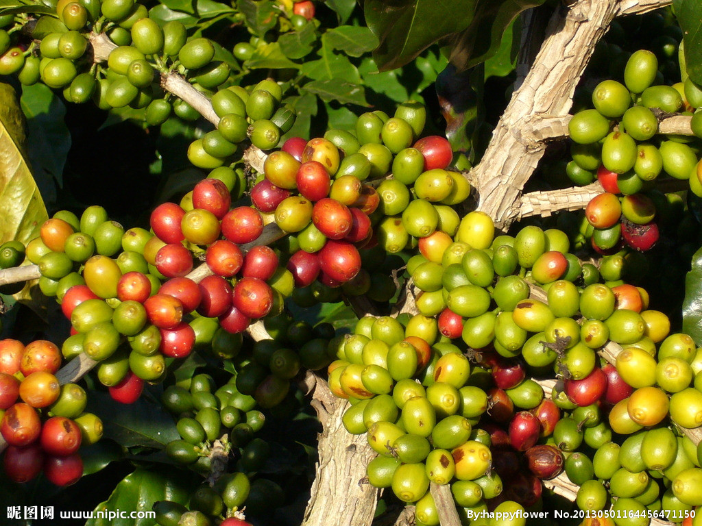 九十+埃塞俄比亞水洗 精品咖啡豆NistuRuz妮蘇露茱 情婦咖啡
