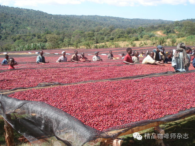 Gedeo-耶加雪菲aru合作社咖啡的故鄉埃塞俄比亞