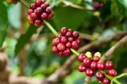 巴拿馬精品咖啡波奎特產地介紹 艾力達莊園Geisha瑰夏咖啡豆品種風味描述