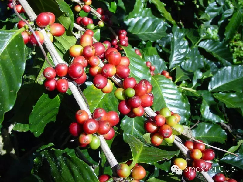 巴拿馬卡門莊園咖啡豆品種風味特色 半水洗處理方式 WBC參賽豆單