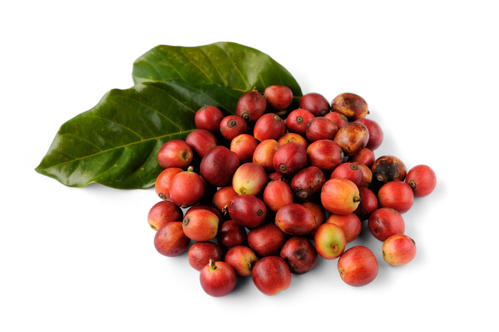 4C Association 咖啡認證成立4C協會精品咖啡豆
