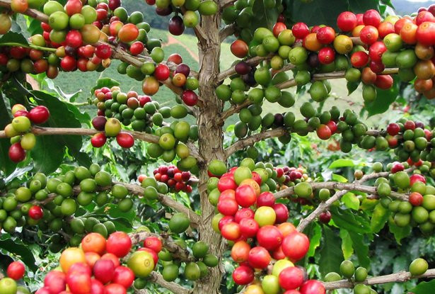 UTZ Certified 優質咖啡認證推動咖啡行業的可持續發展