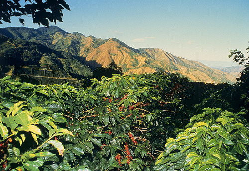 單品咖啡黃蜜處理哥斯達黎加葉爾莎羅處理廠 咖啡生豆