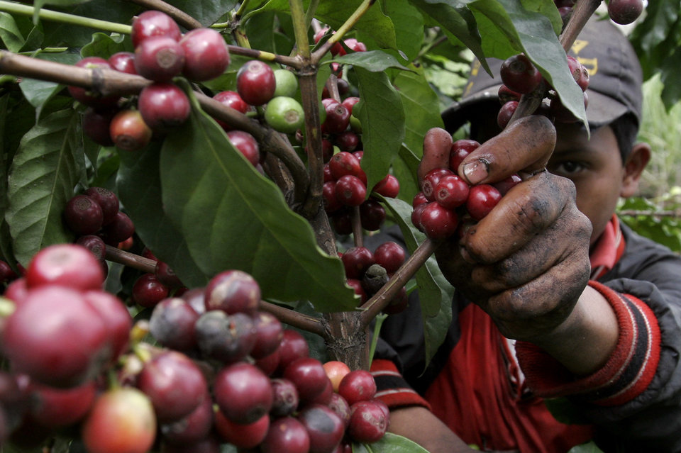 水洗埃塞俄比亞耶加雪菲G1級雪啡原生種沃卡Worka單品咖啡生豆