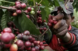 水洗埃塞俄比亞耶加雪菲G1級雪啡原生種沃卡Worka單品咖啡生豆