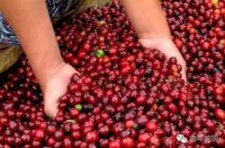 咖啡生豆的貿易模式正在改變，挑戰與機會並存