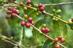 卡門莊園 巴拿馬精品咖啡 咖啡櫻桃波魁特產區