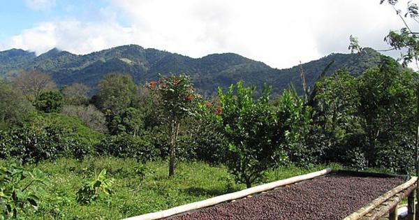 巴拿馬巴魯火山愛神邱比特年高海拔生豆瑰夏含量30%卡杜艾卡杜拉