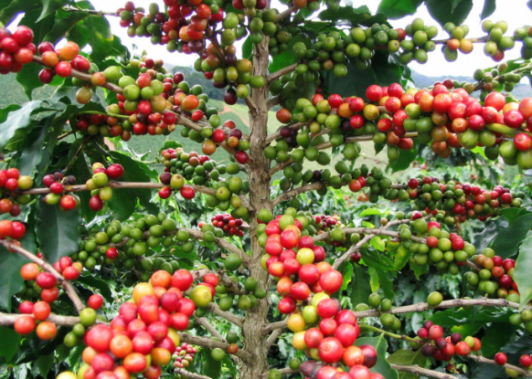 凱薩露易斯莊園巴拿馬boquete產區 水洗處理精品 咖啡生豆