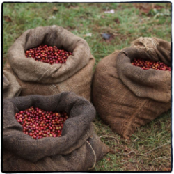 Biloya碧洛亞合作社水洗埃塞俄比亞耶加雪菲G1級雪啡原生種單品咖