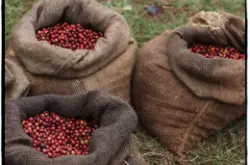 Biloya碧洛亞合作社水洗埃塞俄比亞耶加雪菲G1級雪啡原生種單品咖