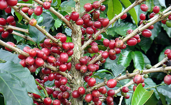 九十+巴拿馬瑰夏莊園Sillvia咖啡 埃塞俄比亞的傳家寶瑰夏原生種