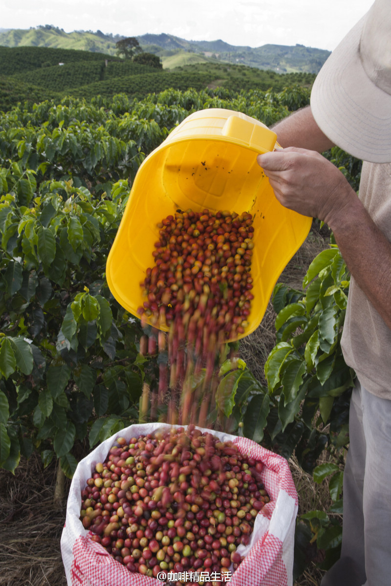  尼加拉瓜喜悅莊園咖啡危機