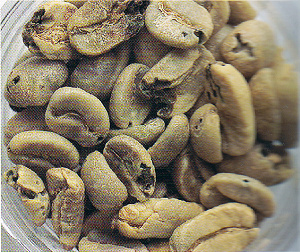 從老撾進口的咖啡豆檢出有害咖啡果小蠹