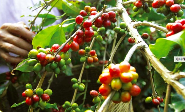 爲爭取歐美日頂級咖啡市場 烏干達咖啡種不好要坐牢