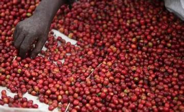 甘蔗汁紅酒果酸肯尼亞錦初谷咖啡風味、特色、口感及莊園介紹