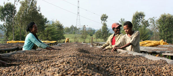 韻味獨特烏干達咖啡品種特點口感莊園精品咖啡豆風味介紹