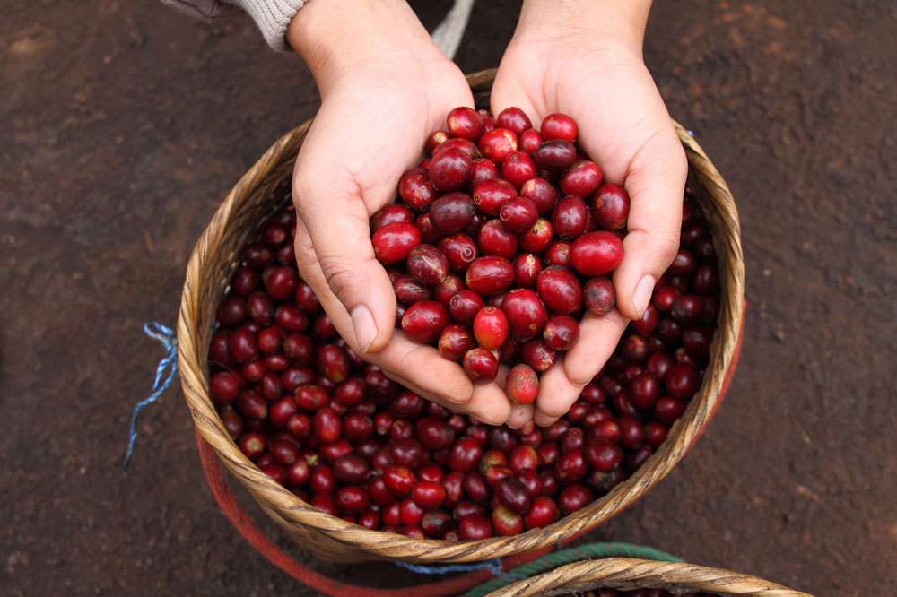 均衡度高爪哇咖啡品種口感特點莊園精品咖啡豆風味介紹