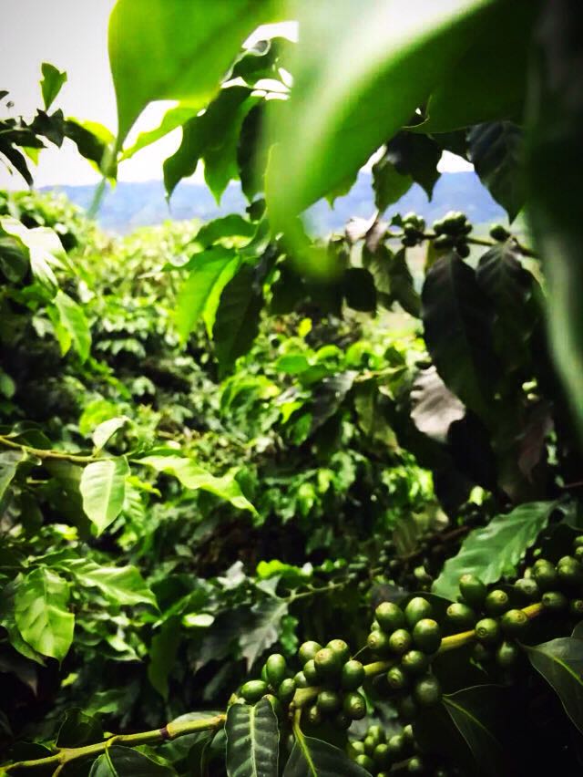尾韻和香氣持久的丘比特咖啡品種口感特點莊園精品咖啡豆風味介紹