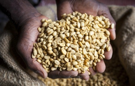 大顆粒 厄瓜多爾咖啡品種口感特點莊園精品咖啡豆風味介紹