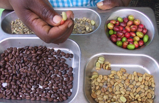 個性鮮明的日曬耶加雪菲沃卡品種口感特點莊園精品咖啡豆風味介紹