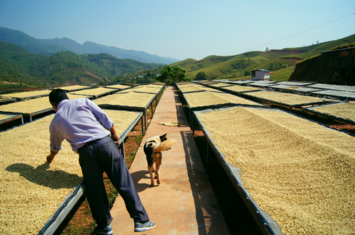  雲南誕生中國第一個瑰夏咖啡莊園