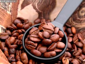目前世界是最主要的倆大咖啡品種爲哪些